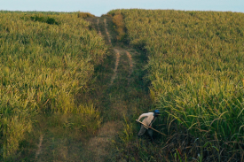 still from film; a man works in a giant sugar cane field